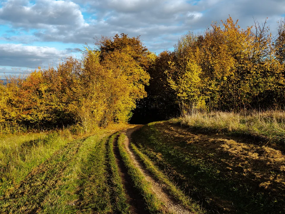 Goldene Wege – Ein Wiesenweg führt durch die herbstliche Landschaft unterhalb der Altenburg.