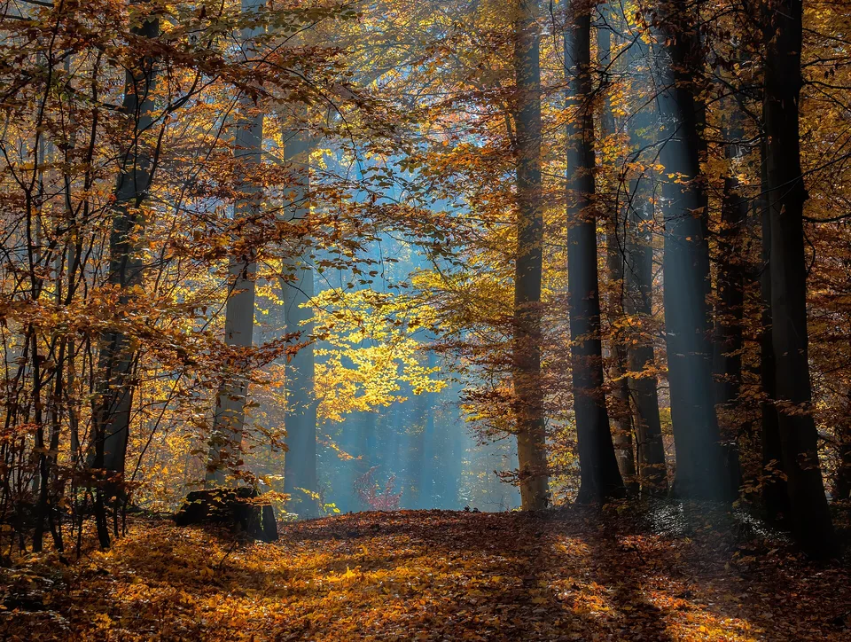 Licht im Bruderwald – Sonnenstrahlen zwischen Buchenstämmen und goldenem Herbstlaub.