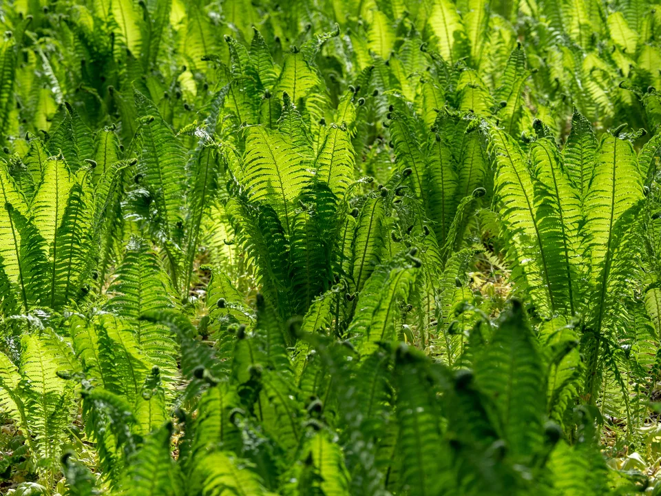 Frisches Grün im Hain – Sonnenlicht fällt durch die jungen Farnwedel im Bamberger Hain.