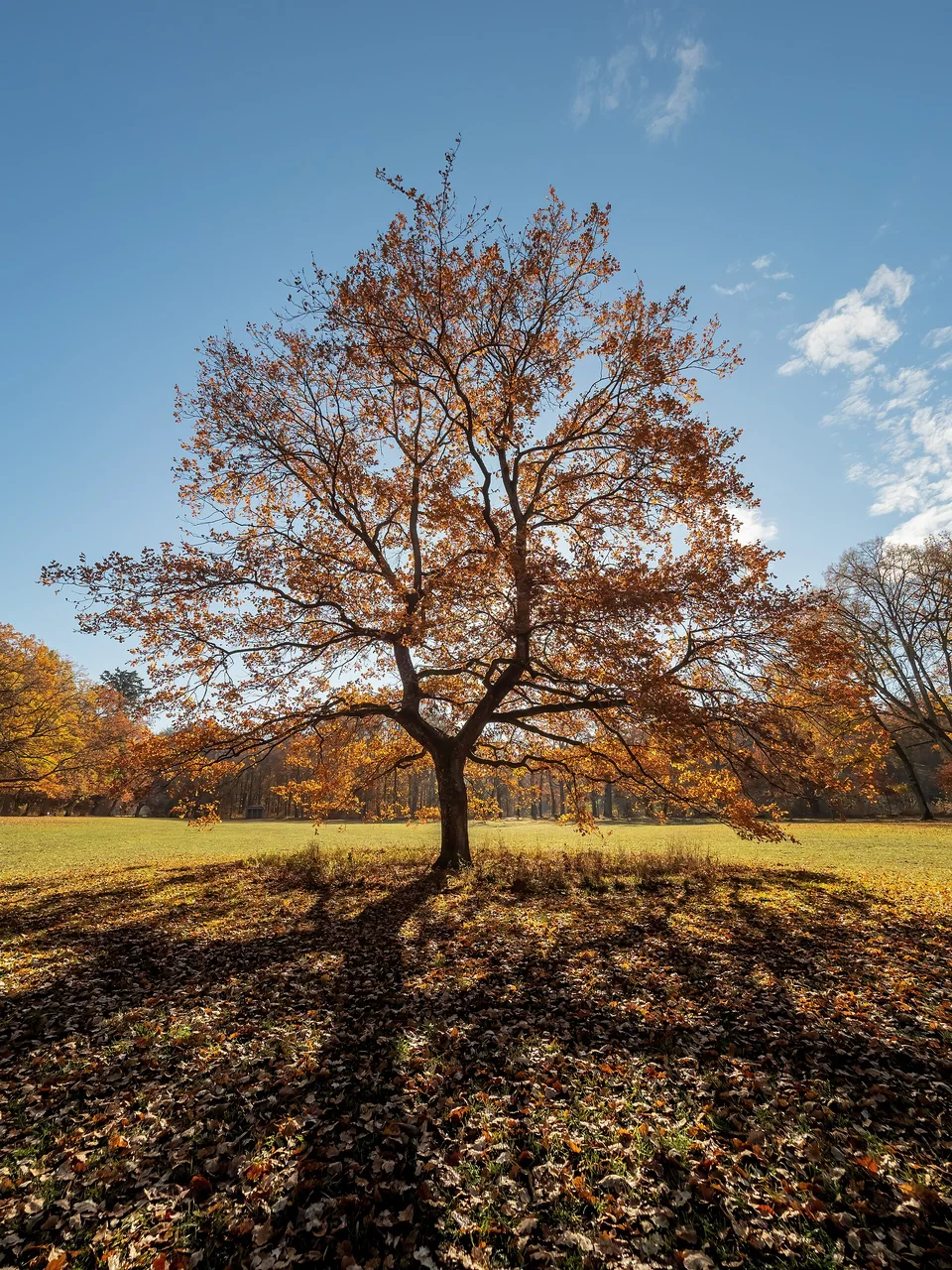 Eine Eiche im Herbstkleid – Goldenes Laub und lange Schatten auf einer Wiese im Bamberger Hain.