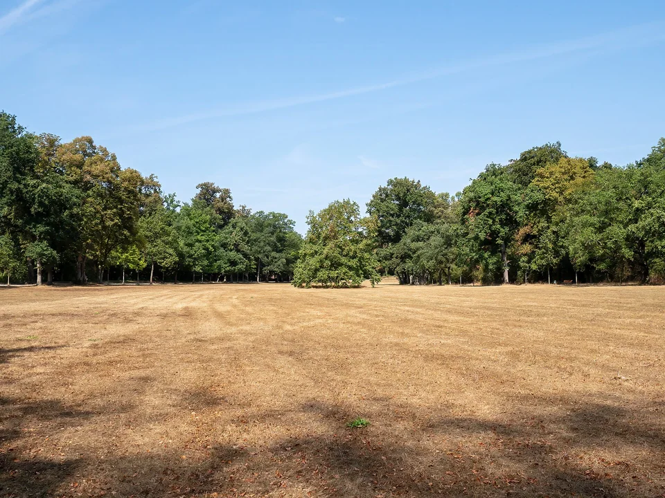Spätsommer im Hain – Weite Wiesen und große Bäume im warmen Licht eines Augusttages.