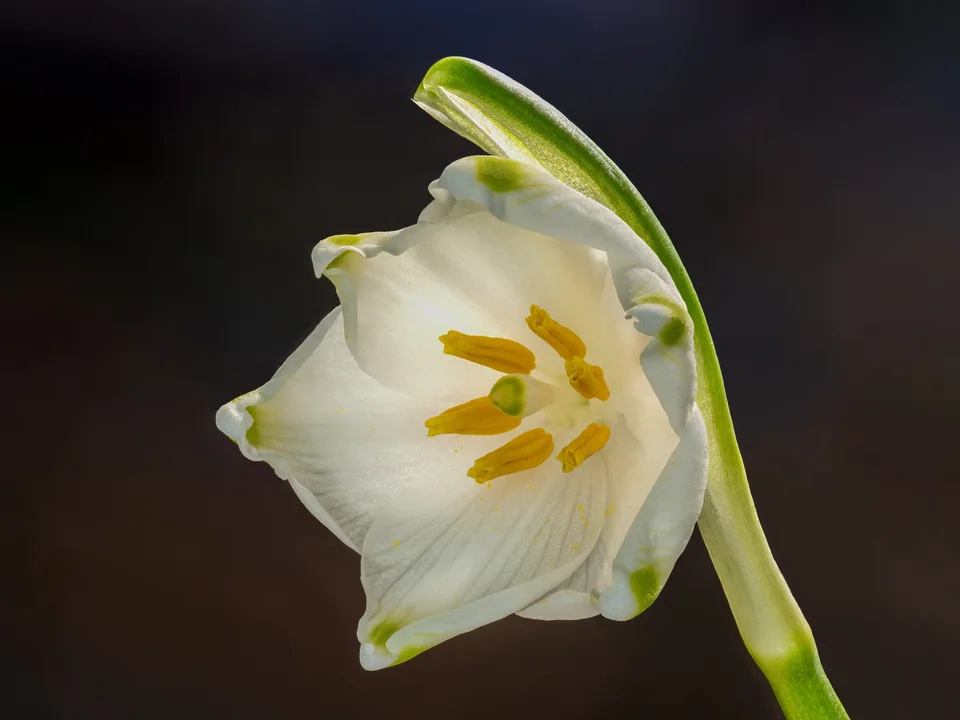 Ein kleiner Frühlingsgruß – Märzenbecherblüte, fotografiert in einem Bamberger Garten.